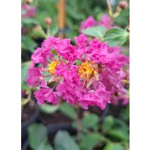 Lagerstroemia Indya Charms Violet - Selyemmirtusz