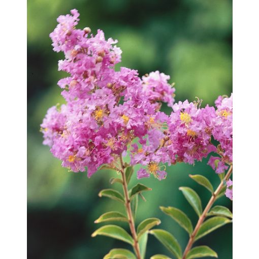 LAGERSTROEMIA Lipan - Selyemmirtusz