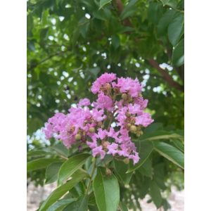 LAGERSTROEMIA Muskogee - Selyemmirtusz