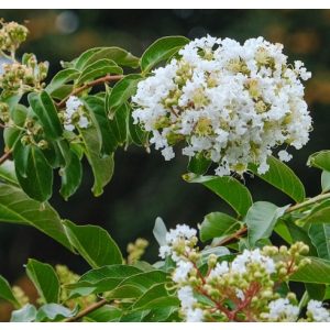 LAGERSTROEMIA Natchez - Selyemmirtusz