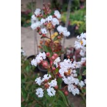 Lagerstroemia Nivea - Selyemmirtusz