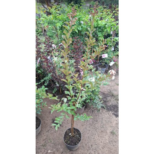 Lagerstroemia Nivea - Selyemmirtusz