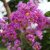 LAGERSTROEMIA Pecharmant - Selyemmirtusz