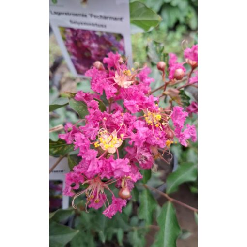 Lagerstroemia Pecharmant - Selyemmirtusz