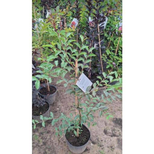 Lagerstroemia Pecharmant - Selyemmirtusz