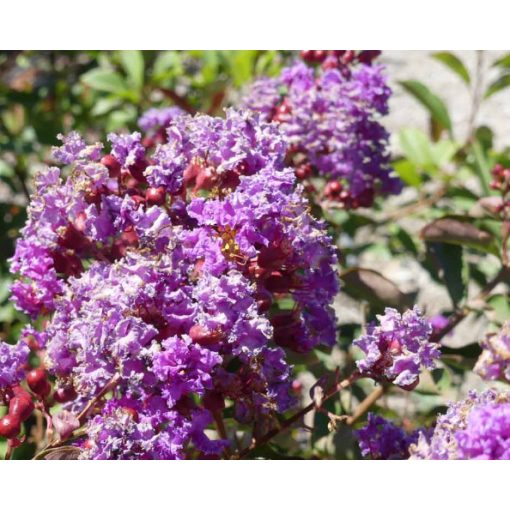 LAGERSTROEMIA Petite Orchid - Selyemmirtusz