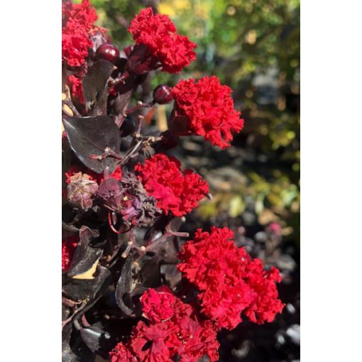 LAGERSTROEMIA Red Hot - Selyemmirtusz