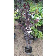 Lagerstroemia Black Diamond Red Hot - Selyemmirtusz