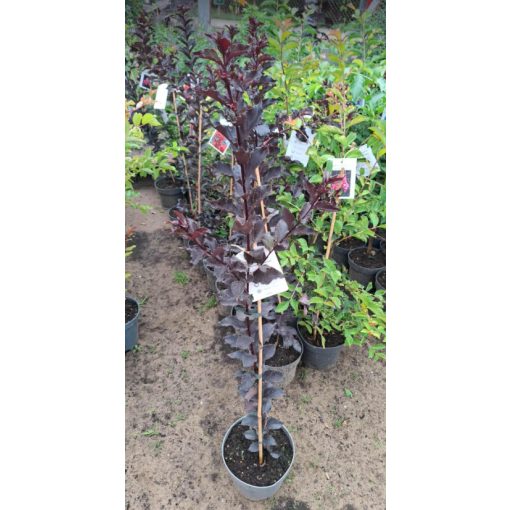 Lagerstroemia Black Diamond Red Hot - Selyemmirtusz