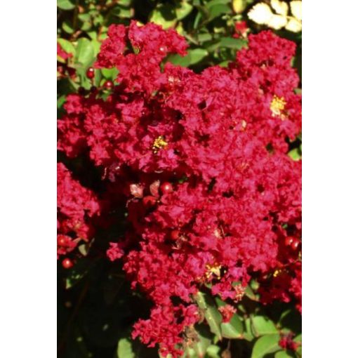 LAGERSTROEMIA Red Imperator - Selyemmirtusz