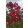 Lagerstroemia Red Rocket - Selyemmirtusz
