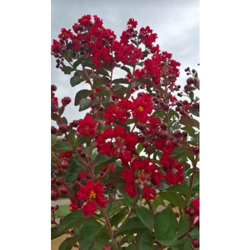 Lagerstroemia Red Rocket - Selyemmirtusz