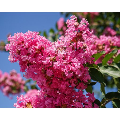 Lagerstroemia Sioux - Selyemmirtusz