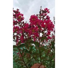 Lagerstroemia Tonto - Selyemmirtusz