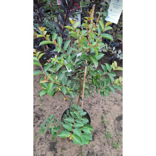 Lagerstroemia Tonto - Selyemmirtusz