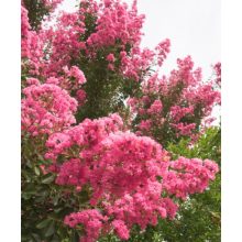 LAGERSTROEMIA Tuskegee - Selyemmirtusz