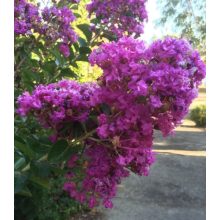 LAGERSTROEMIA Zuni - Selyemmirtusz