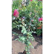 LAGERSTROEMIA Zuni - Selyemmirtusz