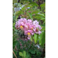 Lagerstroemia Wichita - Selyemmirtusz