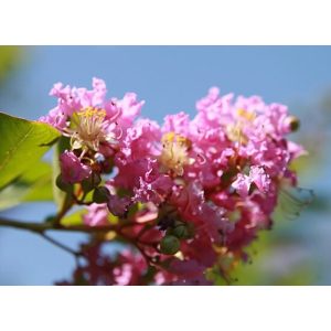 Lagerstroemia Wichita - Selyemmirtusz