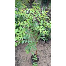 Lagerstroemia Wichita - Selyemmirtusz