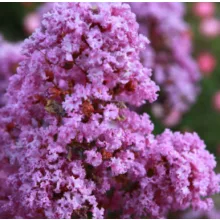 LAGERSTROEMIA With Love Eternal (Milavio) - Selyemmirtusz
