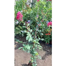 LAGERSTROEMIA With Love Eternal (Milavio) - Selyemmirtusz