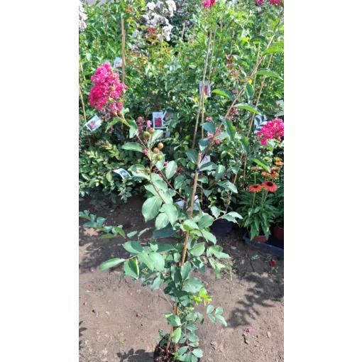 LAGERSTROEMIA With Love Eternal (Milavio) - Selyemmirtusz