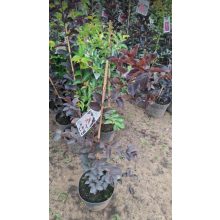 Lagerstroemia Black Diamond Blush - Selyemmirtusz