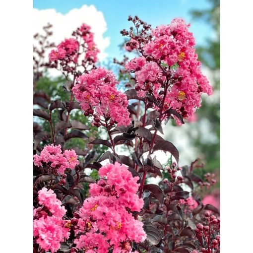 LAGERSTROEMIA BLACK DIAMOND Shell Pink - Selyemmirtusz