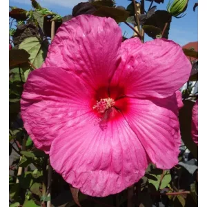 Hibiscus moscheutos Royal Gems - Mocsári hibiszkusz