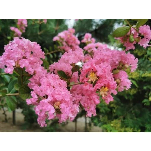 LAGERSTROEMIA Agnes - Selyemmirtusz