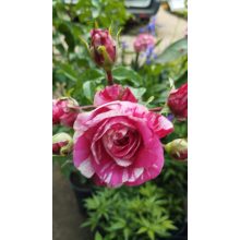 Rosa Ines Sastre - Rózsaszín-fehér virágú futó rózsa