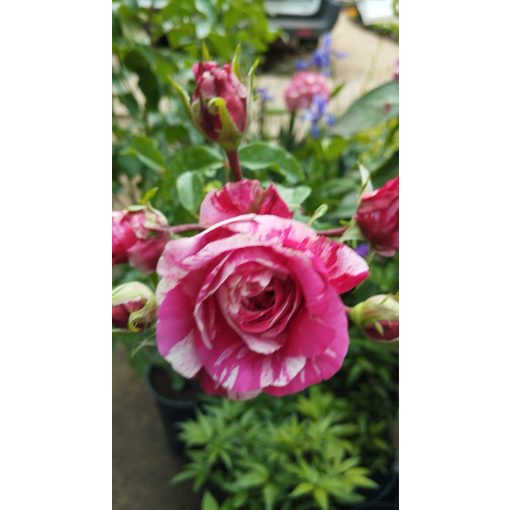 Rosa Ines Sastre - Rózsaszín-fehér virágú futó rózsa