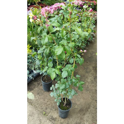 Rosa Ines Sastre - Rózsaszín-fehér virágú futó rózsa