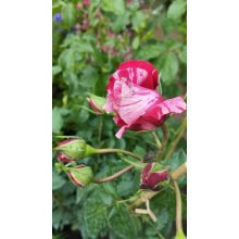 Rosa Ines Sastre - Rózsaszín-fehér virágú futó rózsa