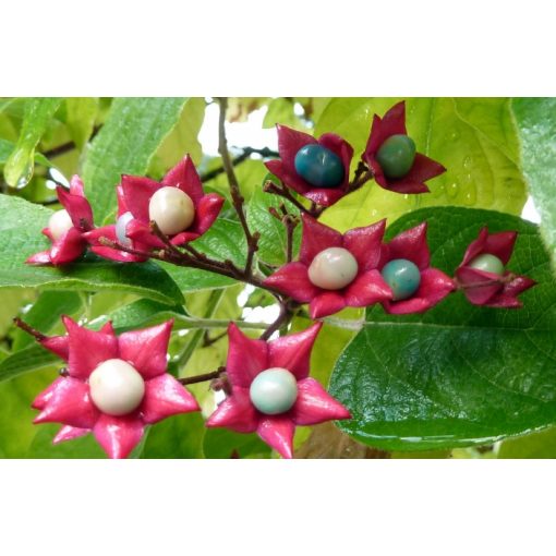 Clerodendrum trichotomum - Kései végzetfa