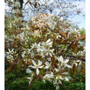 Amelanchier lamarckii - Mézalmácska