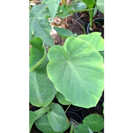 Colocasia esculenta Pink Trunk - Elefántfül, táró