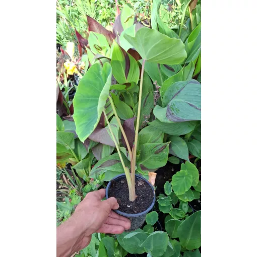 Colocasia esculenta Pink Trunk - Elefántfül, táró