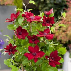 Clematis Nubia - Kletmátisz