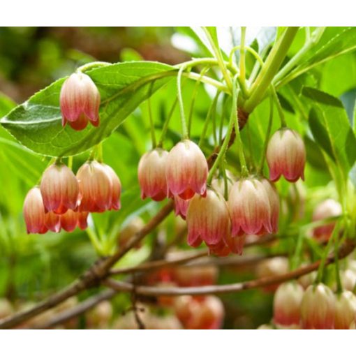 Enkianthus campanulatus – Csengőbojt