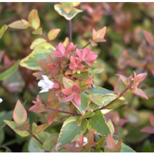 Abelia grandiflora Mystic Daydream - Tárnicslonc