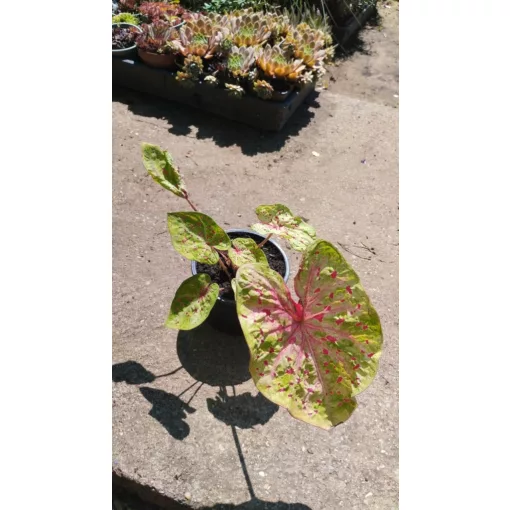 Caladium Miss Muffett - Tarkalevél
