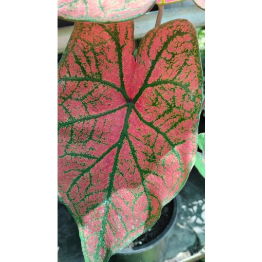 Caladium Festivia - Tarkalevél