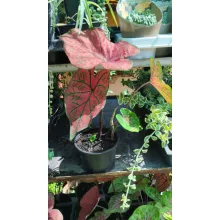 Caladium Festivia - Tarkalevél