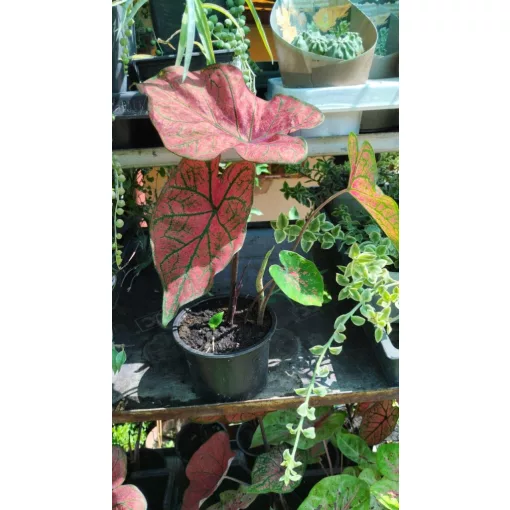 Caladium Festivia - Tarkalevél