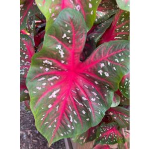 Caladium Red Flash - Tarkalevél