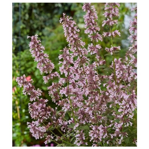 Nepeta faassenii Whispurr Pink - Macskamenta