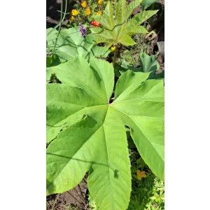 Tetrapanx papyrifera